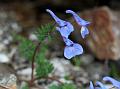 East-Himalayan Blue Corydalis
